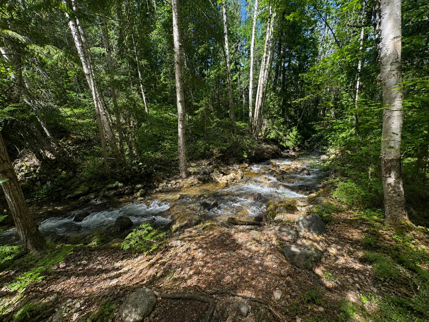 Thuya Creek running through the birch forest