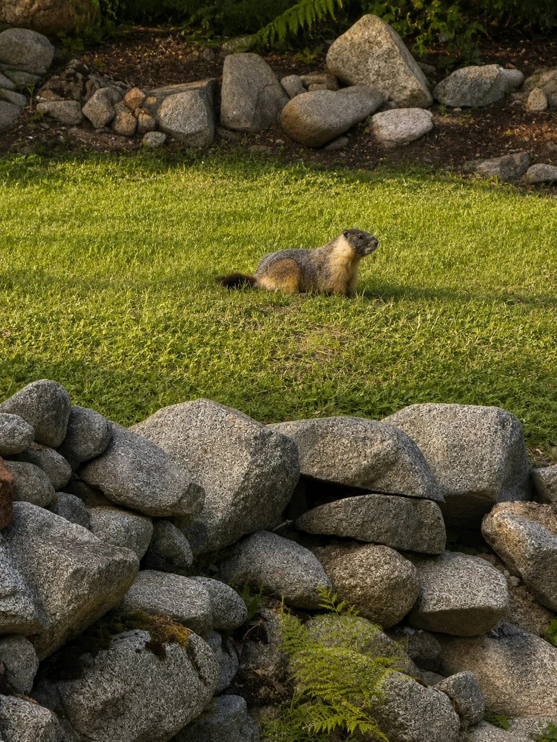 A marmot sunning on the grass by the rock wall