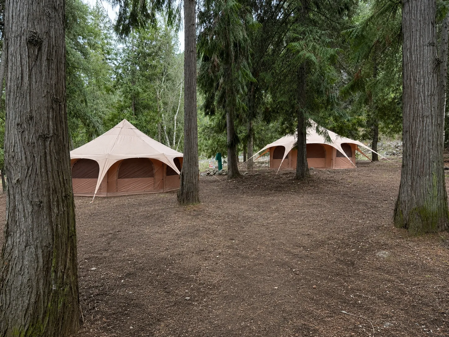 Canvas glamping yurts in the cedar grove